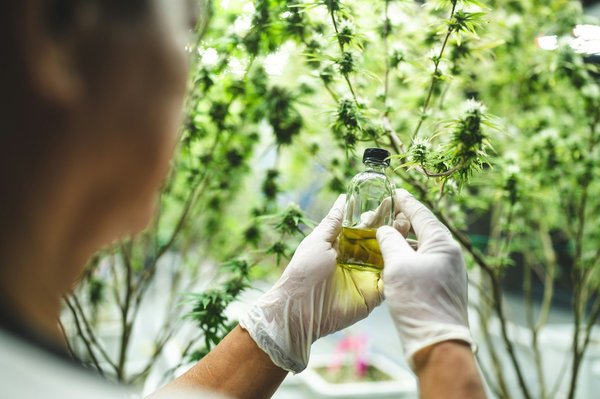 Découverte des usages du cbd et méthodes d'administration